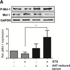 GAPDH Antibody (13H12) - BSA Free