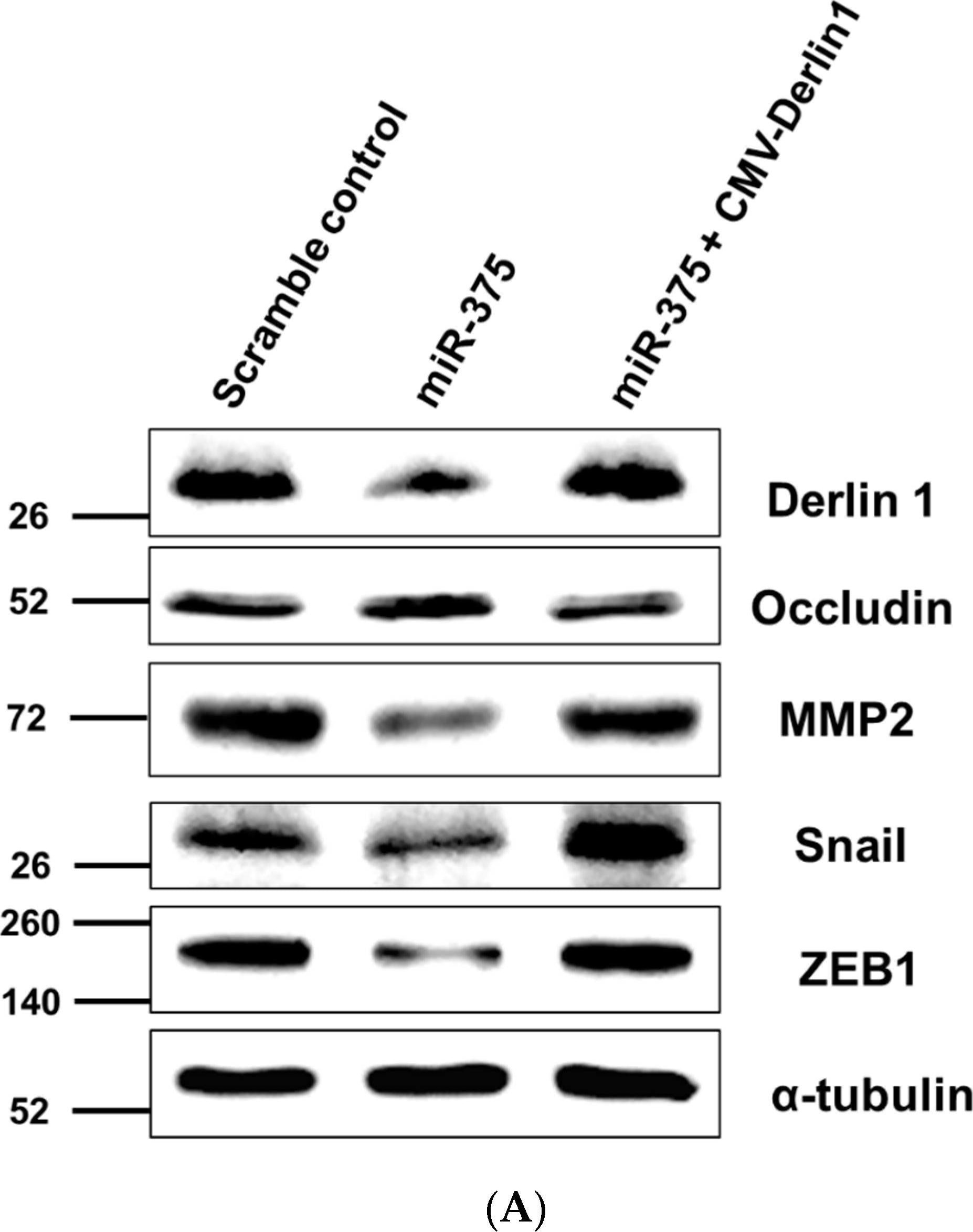 Snail Antibody
