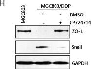 Snail Antibody - BSA Free