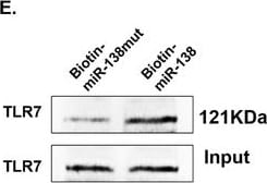 TLR7 Antibody (4G6) - BSA Free