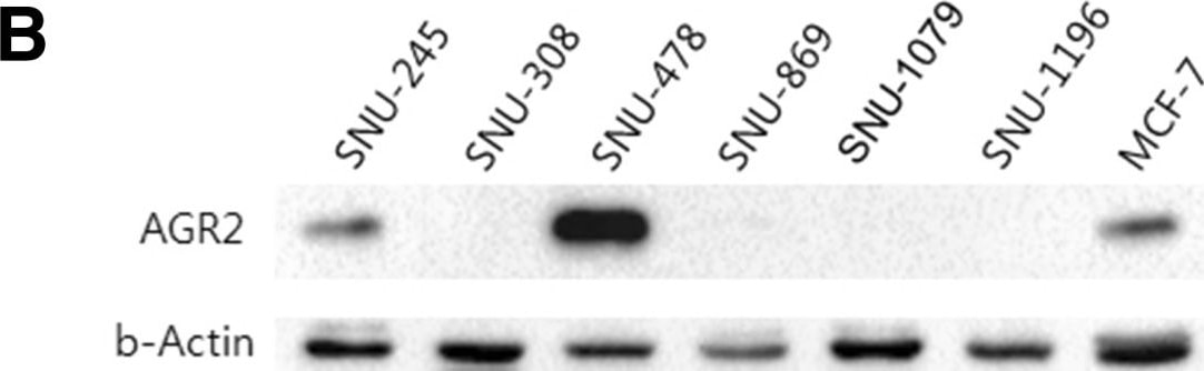 AG-2/AGR2 Antibody