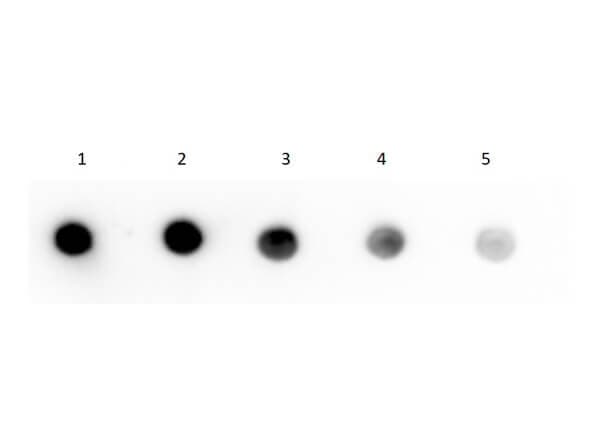 Streptavidin Native Protein