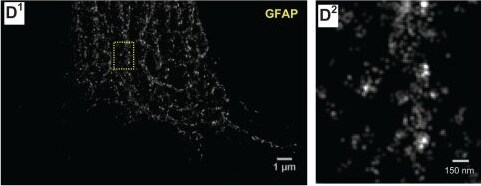 GFAP Antibody (GA-5)