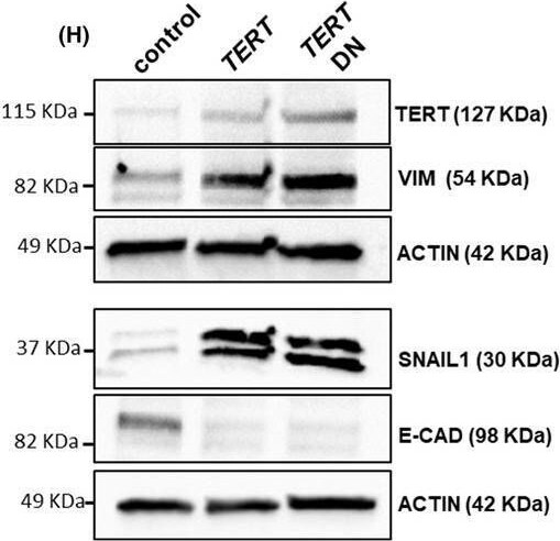 Snail Antibody - BSA Free