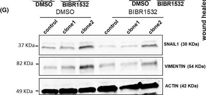 Snail Antibody - BSA Free