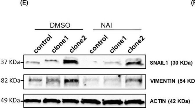 Snail Antibody - BSA Free