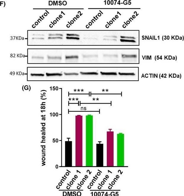 Snail Antibody - BSA Free