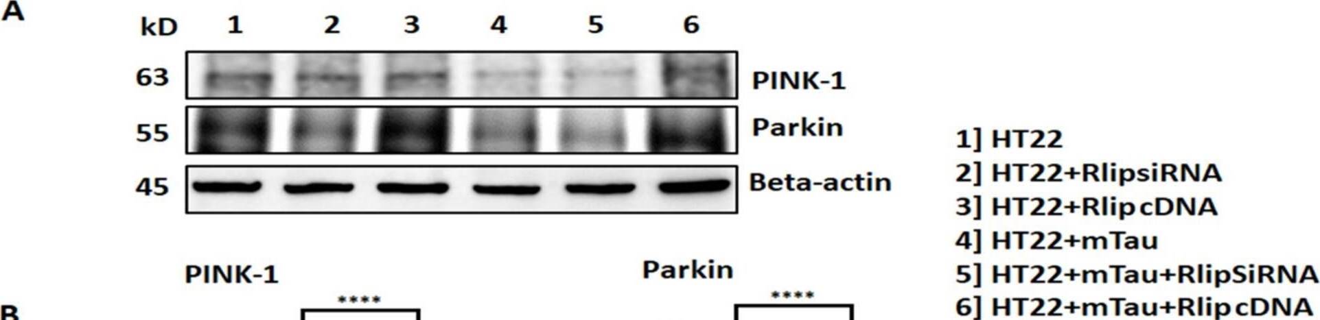 Parkin Antibody (PRK8)