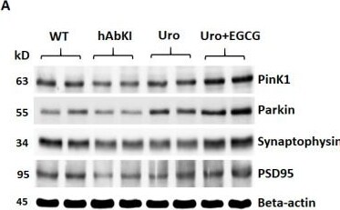 Parkin Antibody (PRK8)