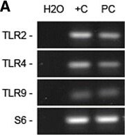 TLR2 Antibody (T2.5)