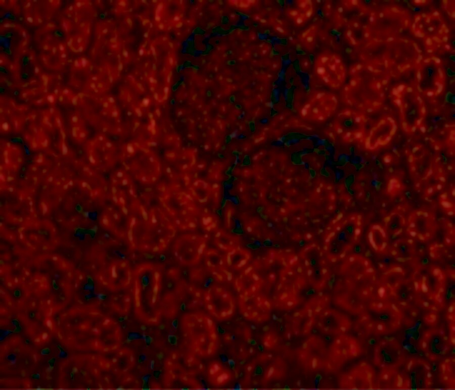 Bcl-2 Antibody - BSA Free