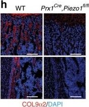 Collagen IX alpha 2 Antibody