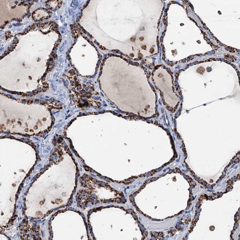 IVD Antibody - BSA Free Immunohistochemistry-Paraffin: IVD Antibody [NBP2-30578]