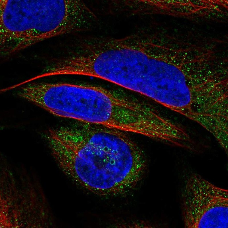 VWA8 Antibody - BSA Free Immunocytochemistry/ Immunofluorescence: VWA8 Antibody [NBP2-30596]