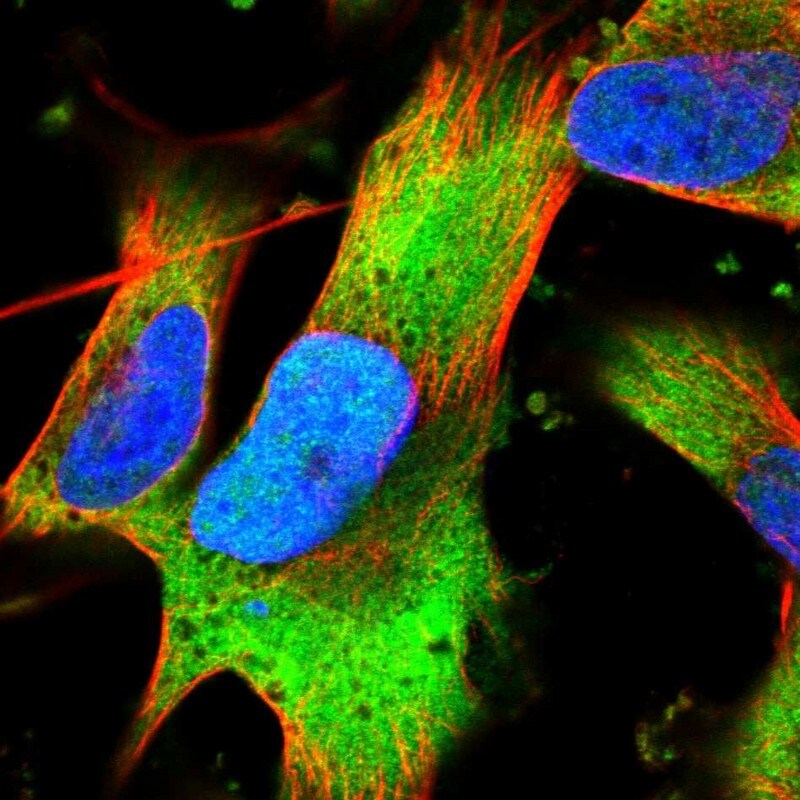VWDE Antibody - BSA Free Immunocytochemistry/ Immunofluorescence: VWDE Antibody [NBP2-30605]