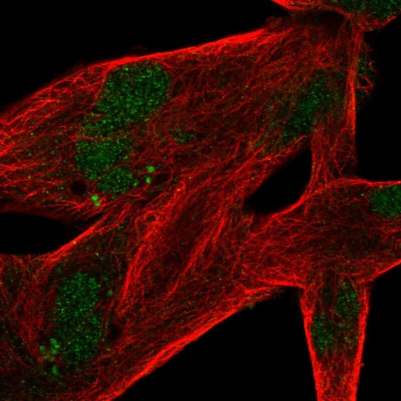 MSANTD4 Antibody - BSA Free Immunocytochemistry/ Immunofluorescence: MSANTD4 Antibody [NBP2-30663]