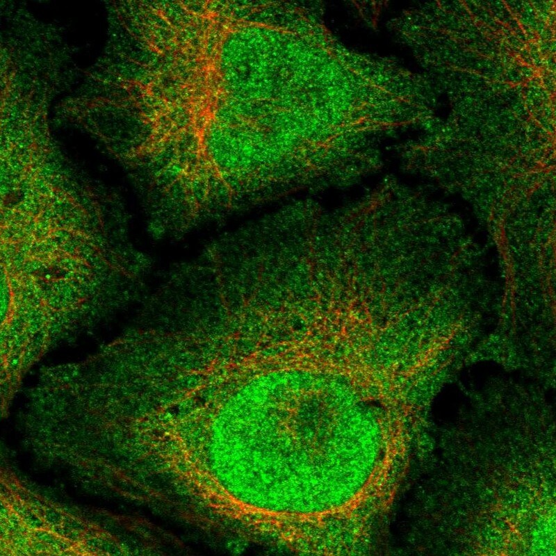 RNF165 Antibody - BSA Free Immunocytochemistry/ Immunofluorescence: RNF165 Antibody [NBP2-30675]