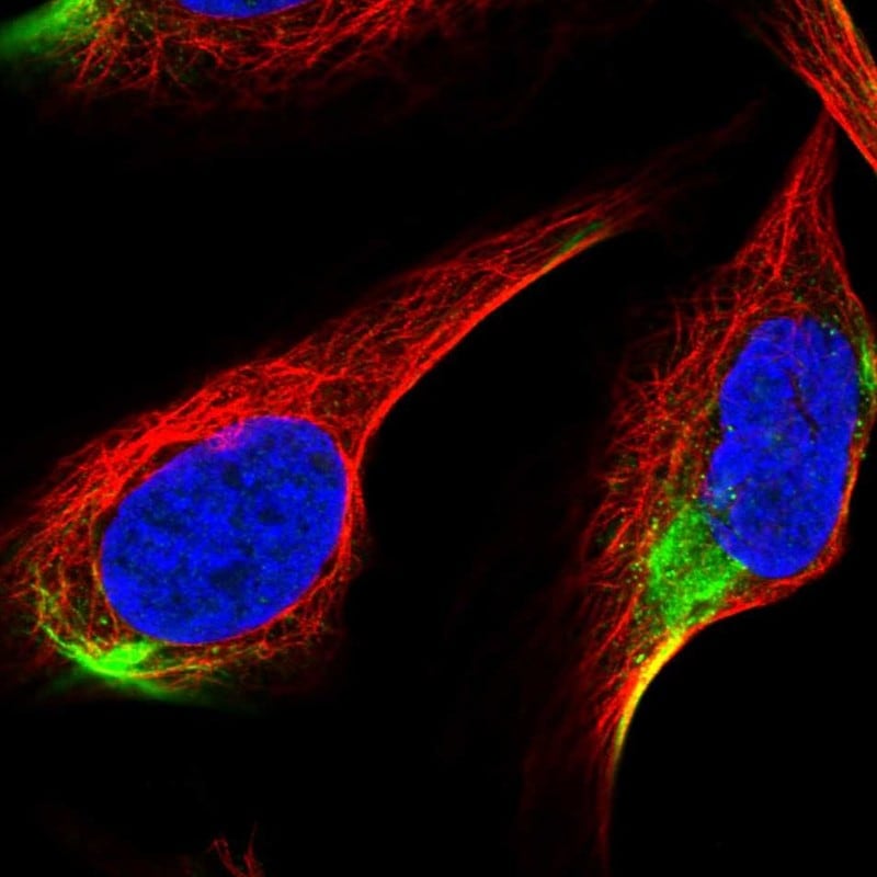 ADAMTS3 Antibody - BSA Free Immunocytochemistry/ Immunofluorescence: ADAMTS3 Antibody [NBP2-30775]