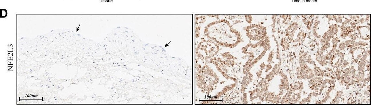 NRF3 Antibody - BSA Free