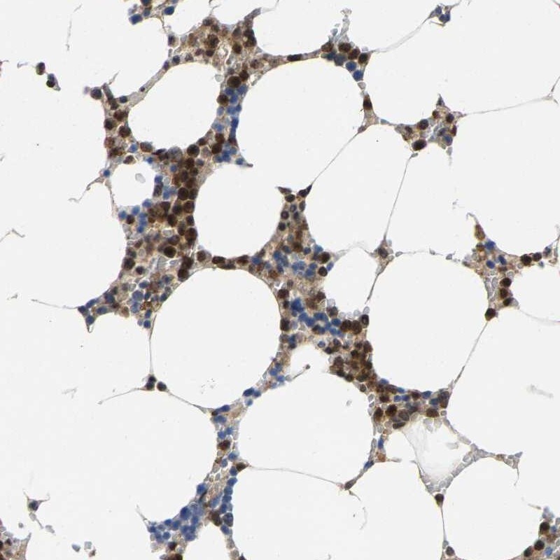 FGD3 Antibody - BSA Free Immunohistochemistry-Paraffin: FGD3 Antibody [NBP2-30913]