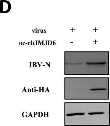 Infectious Bronchitis Virus Antibody (IB95) - BSA Free