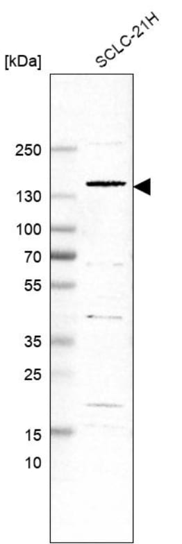 PPFIA4 Antibody - BSA Free