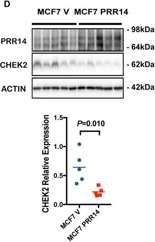PRR14 Antibody - BSA Free