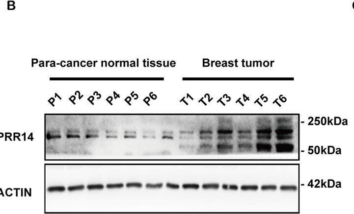 PRR14 Antibody - BSA Free