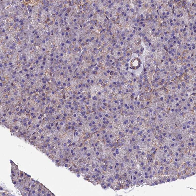 PMCA4 Antibody - BSA Free Immunohistochemistry-Paraffin: PMCA4 Antibody [NBP2-31984]
