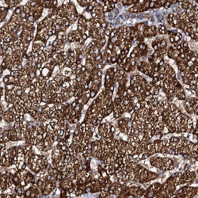 Glucuronic Acid Epimerase Antibody - BSA Free Immunohistochemistry-Paraffin: Glucuronic Acid Epimerase Antibody [NBP2-31985]