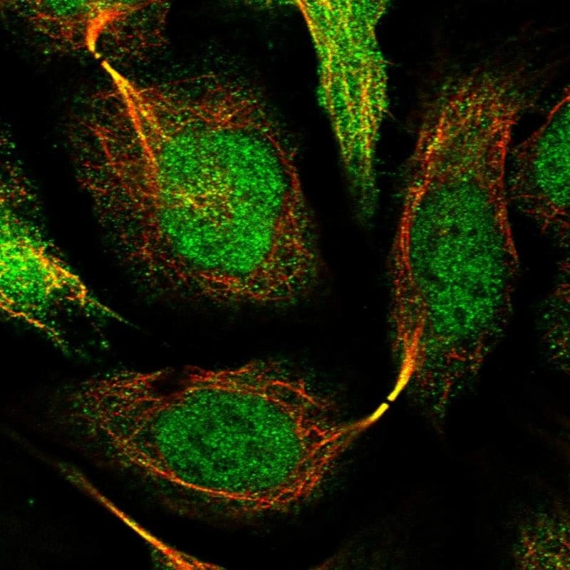 SNRNP25 Antibody - BSA Free Immunocytochemistry/ Immunofluorescence: SNRNP25 Antibody [NBP2-31988]