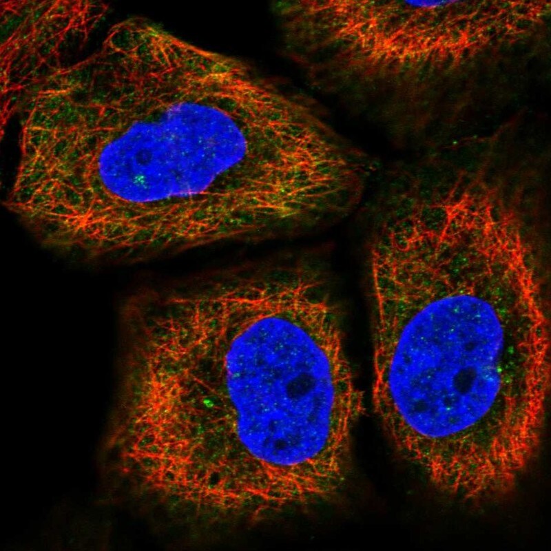 CEP170B Antibody - BSA Free Immunocytochemistry/ Immunofluorescence: CEP170B Antibody [NBP2-31992]