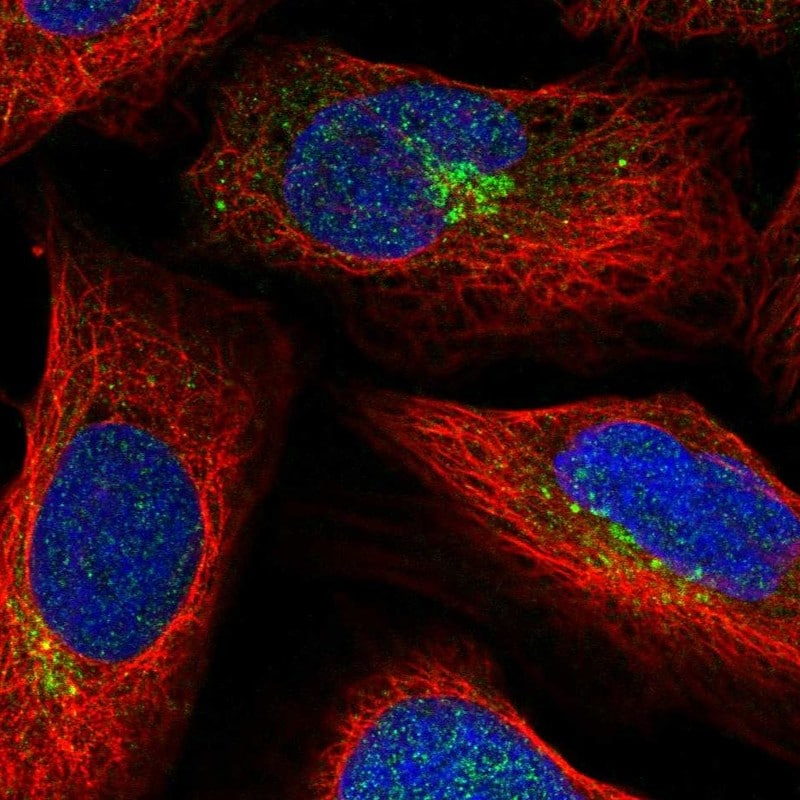 SLC35C2 Antibody - BSA Free Immunocytochemistry/ Immunofluorescence: SLC35C2 Antibody [NBP2-32008]