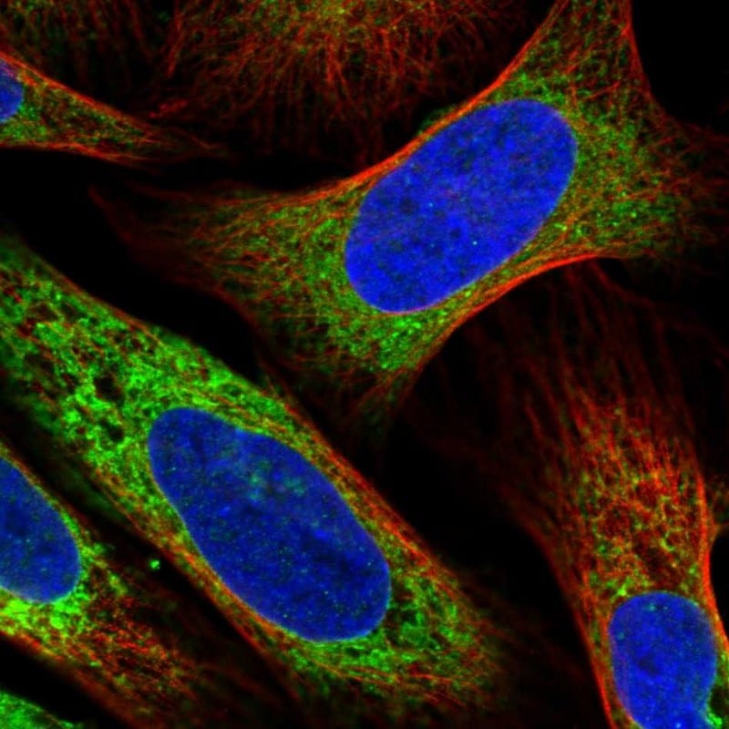 RCN2 Antibody - BSA Free Immunocytochemistry/ Immunofluorescence: RCN2 Antibody [NBP2-32011]