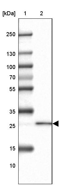 REEP2 Antibody - BSA Free Western Blot: REEP2 Antibody - BSA Free [NBP2-32017]