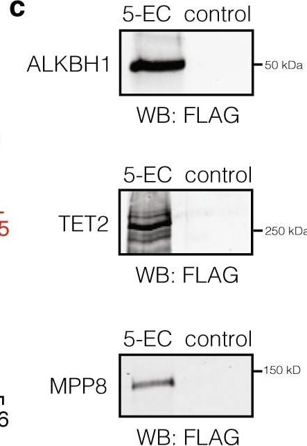 TET2 Antibody - BSA Free