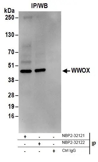 Western Blot: WWOX Antibody [NBP2-32121]