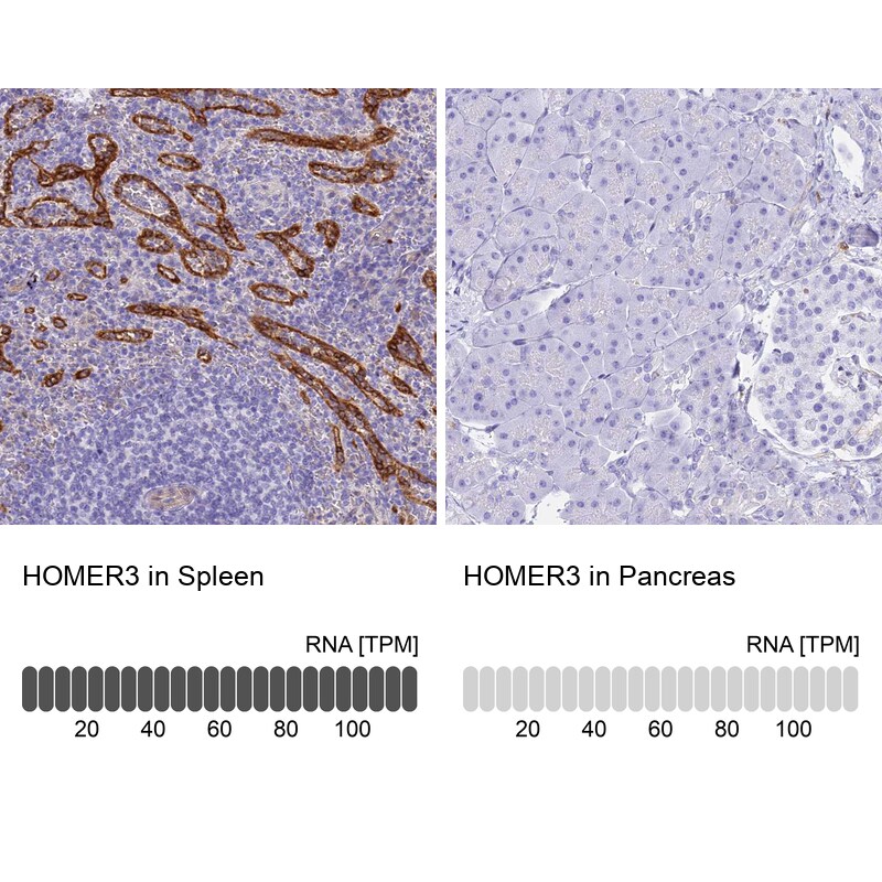 HOMER3 Antibody - BSA Free Immunohistochemistry-Paraffin: HOMER3 Antibody [NBP2-32607]