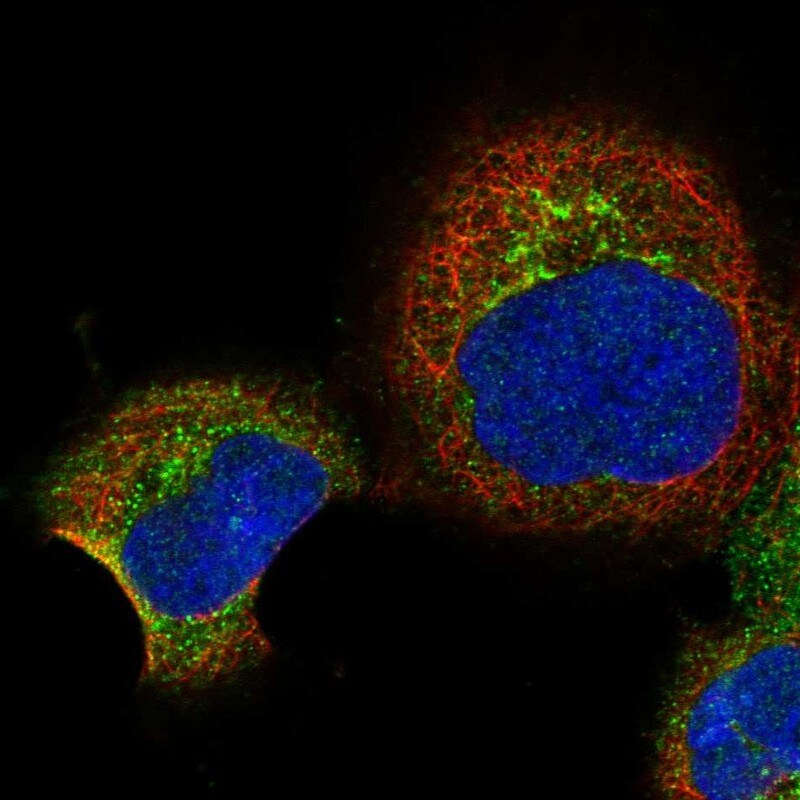 RBP5 Antibody - BSA Free Immunocytochemistry/ Immunofluorescence: RBP5 Antibody [NBP2-32643]