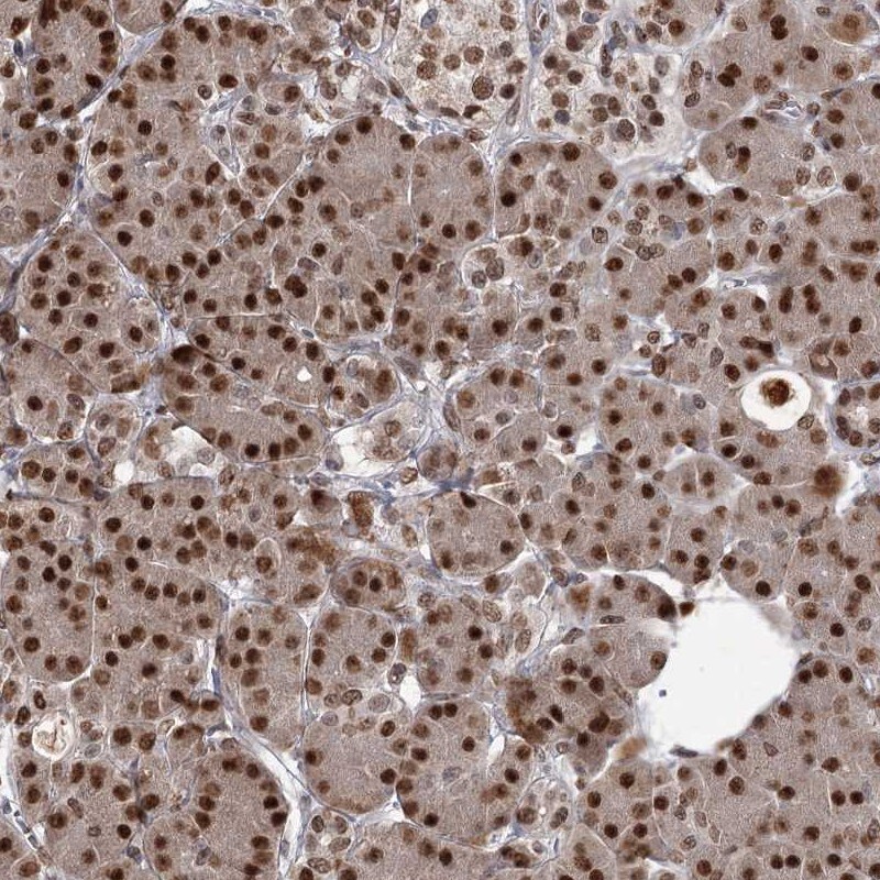THYN1 Antibody - BSA Free Immunohistochemistry-Paraffin: THYN1 Antibody [NBP2-32645]
