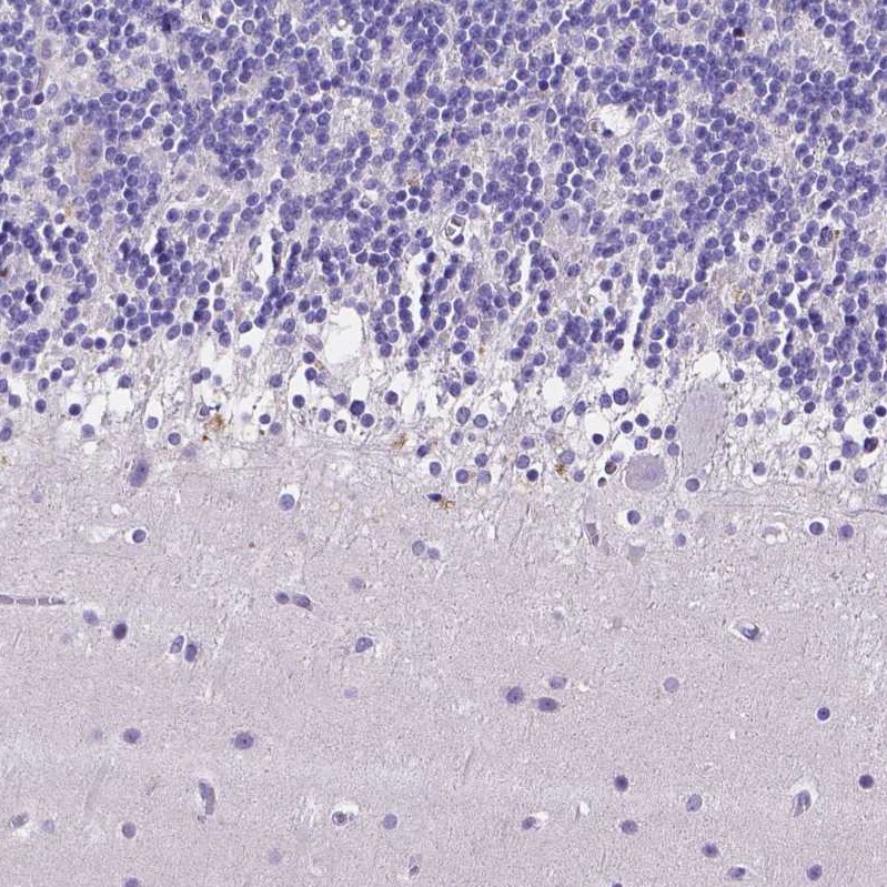 Neurogranin Antibody - BSA Free Immunohistochemistry-Paraffin: Neurogranin Antibody [NBP2-32655]