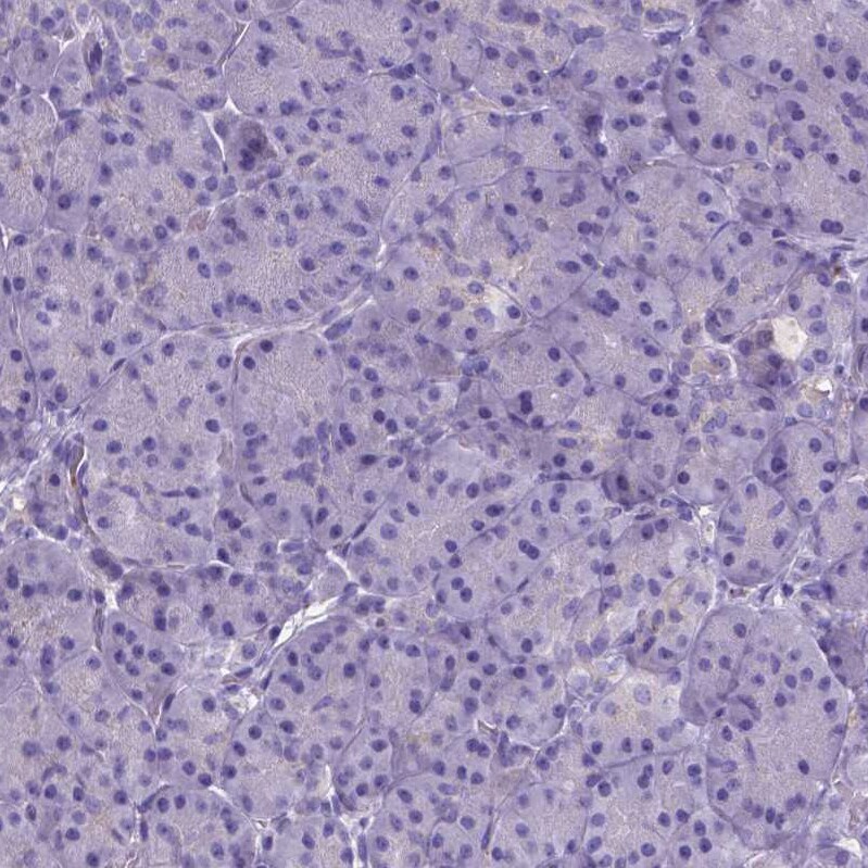 Neurogranin Antibody - BSA Free Immunohistochemistry-Paraffin: Neurogranin Antibody [NBP2-32655]