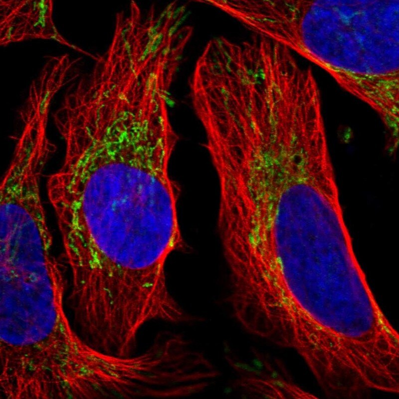 HIBCH Antibody - BSA Free Immunocytochemistry/ Immunofluorescence: HIBCH Antibody [NBP2-32669]