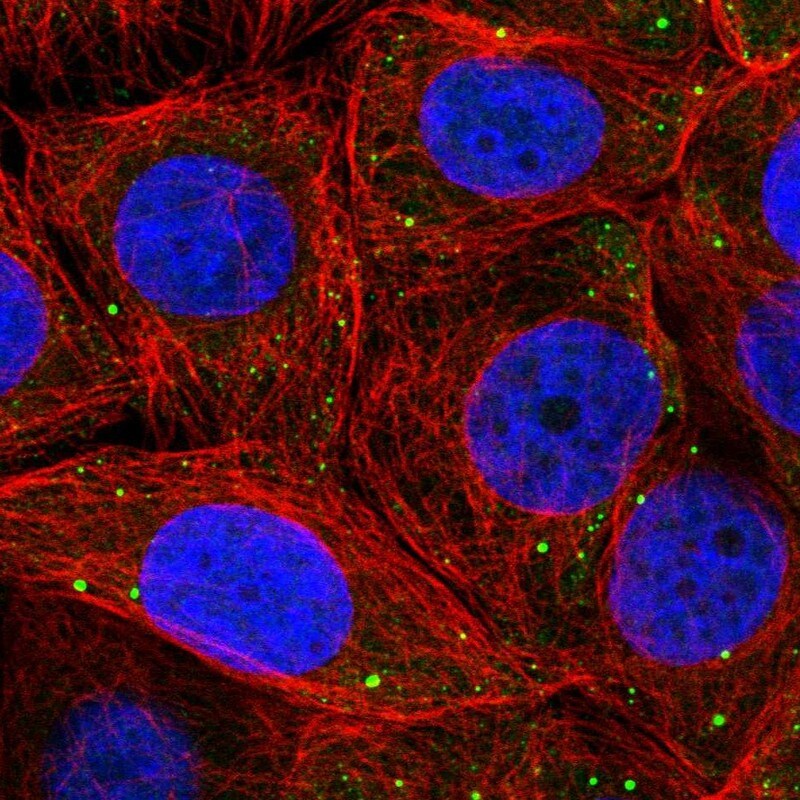PSMD6 Antibody - BSA Free Immunocytochemistry/ Immunofluorescence: PSMD6 Antibody [NBP2-32677]