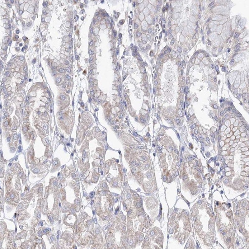 DDO Antibody - BSA Free Immunohistochemistry-Paraffin: DDO Antibody [NBP2-32684]