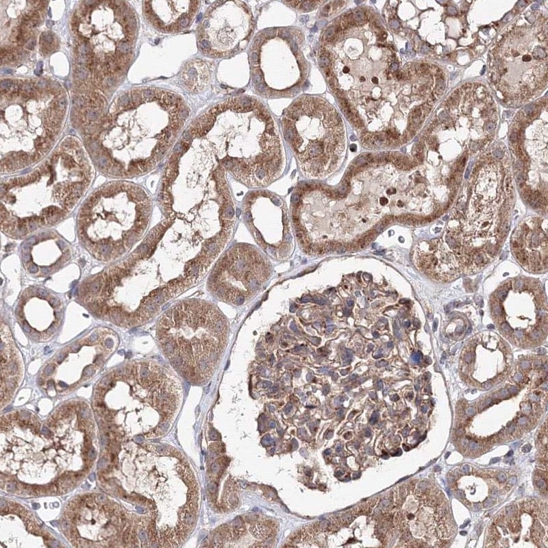 DDO Antibody - BSA Free Immunohistochemistry-Paraffin: DDO Antibody [NBP2-32684]