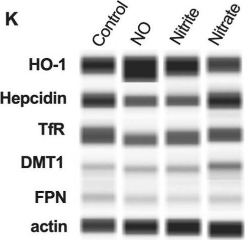 TfR (Transferrin R) Antibody (DF1513)