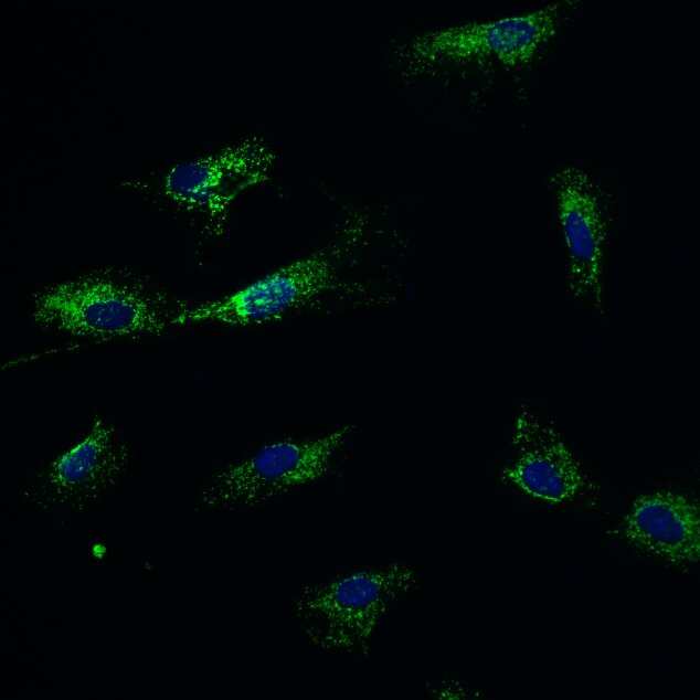 Mitochondria Antibody (113-1)