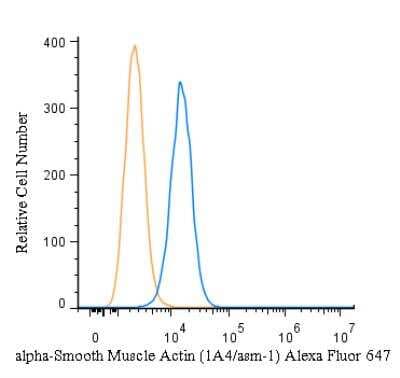 alpha-Smooth Muscle Actin Antibody (1A4/asm-1) - BSA Free