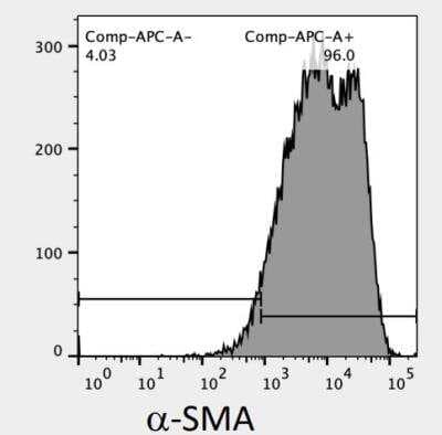 alpha-Smooth Muscle Actin Antibody (1A4/asm-1) - BSA Free